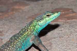 Common Flat lizard