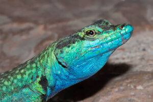 Common Flat lizard