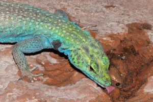 Common Flat lizard