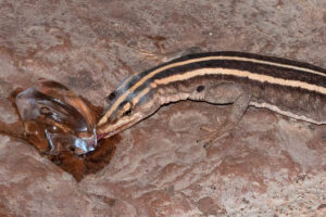 Common Flat lizard