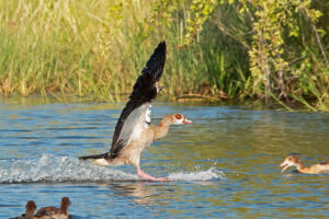 Egyptian Goose