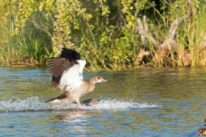 Egyptian Goose