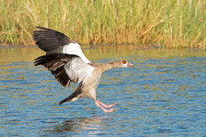 Egyptian Goose