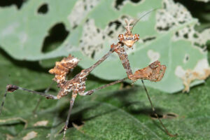 Flower Mantid