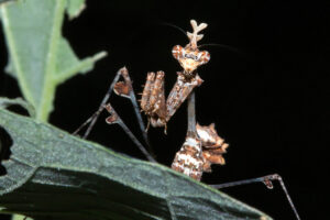 Flower Mantid