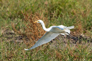 Great Egret