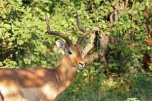 Impala