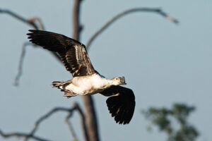 Knob Billed Duck