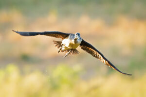 Knob Billed Duck