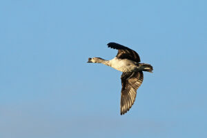 Knob Billed Duck