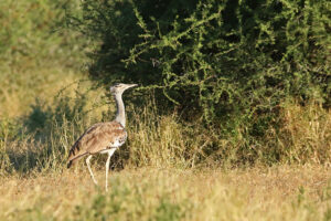 Kori Bustard