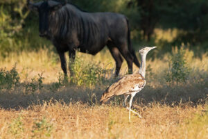 Kori Bustard