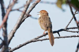 Lazy Cisticola