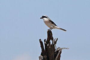 Lesser Grey Shrike