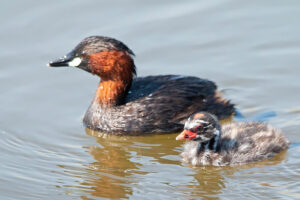 Little Grebe