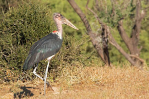 Marabou Stork