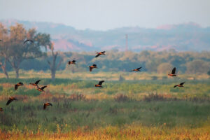 Mazhou Hide