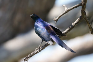 Meves Starling