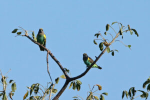 Meyers Parrots