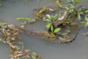 Monitor Lizard