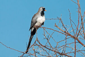 Namaqua Dove