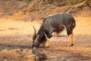 Nyala