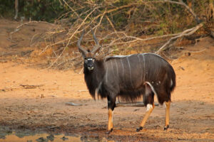 Nyala