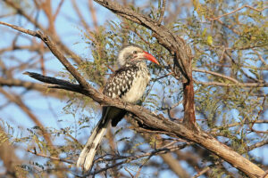 Red Billed Hornbill