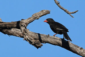 Red billed Buffalo Weaver