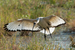 Sacred Ibis