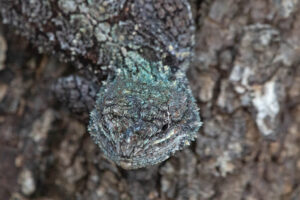 Southern Tree Agama