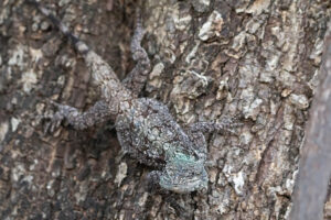 Southern Tree Agama