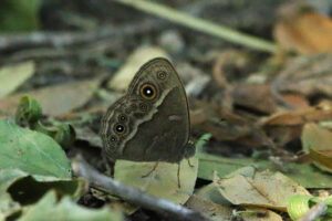 Squinting Bush Brown