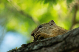 Tree Squirrel