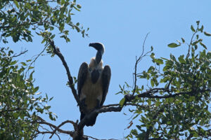 White Backed Vulture