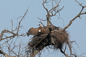 White Backed Vulture