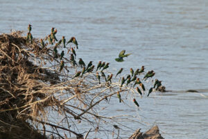 White fronted Bee Eater