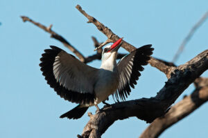 Woodland KIngfisher.jpg