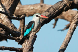 Woodland KIngfisher.jpg