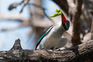 Woodland Kingfisher