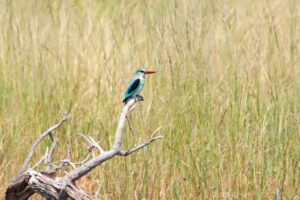 Woodland Kingfisher