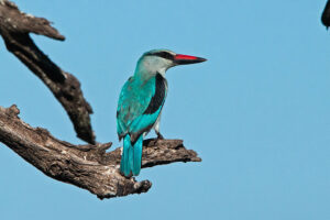 Woodland Kingfisher