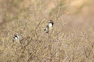 Acacia Pied Barbet