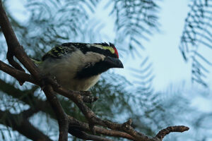 Acacie Pied Barbet