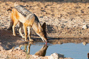 Black Backed Jackal