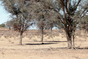 Black Backed Jackal