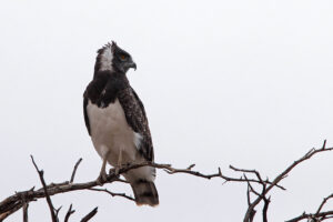 Black Chested Snake Eagle