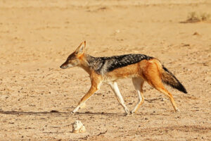 Black backed Jackal