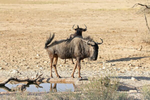 Blue Wildebeest