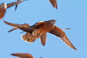 Burchells Sandgrouse